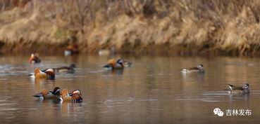 鸳鸯结,千年情缘的象征与传承