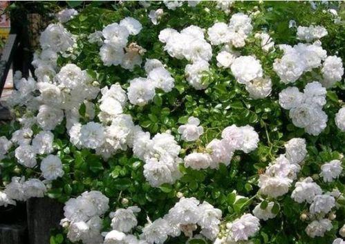 向阳花开并蒂霜